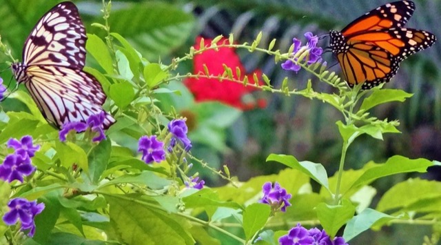 A butterfly resting on bright flowers