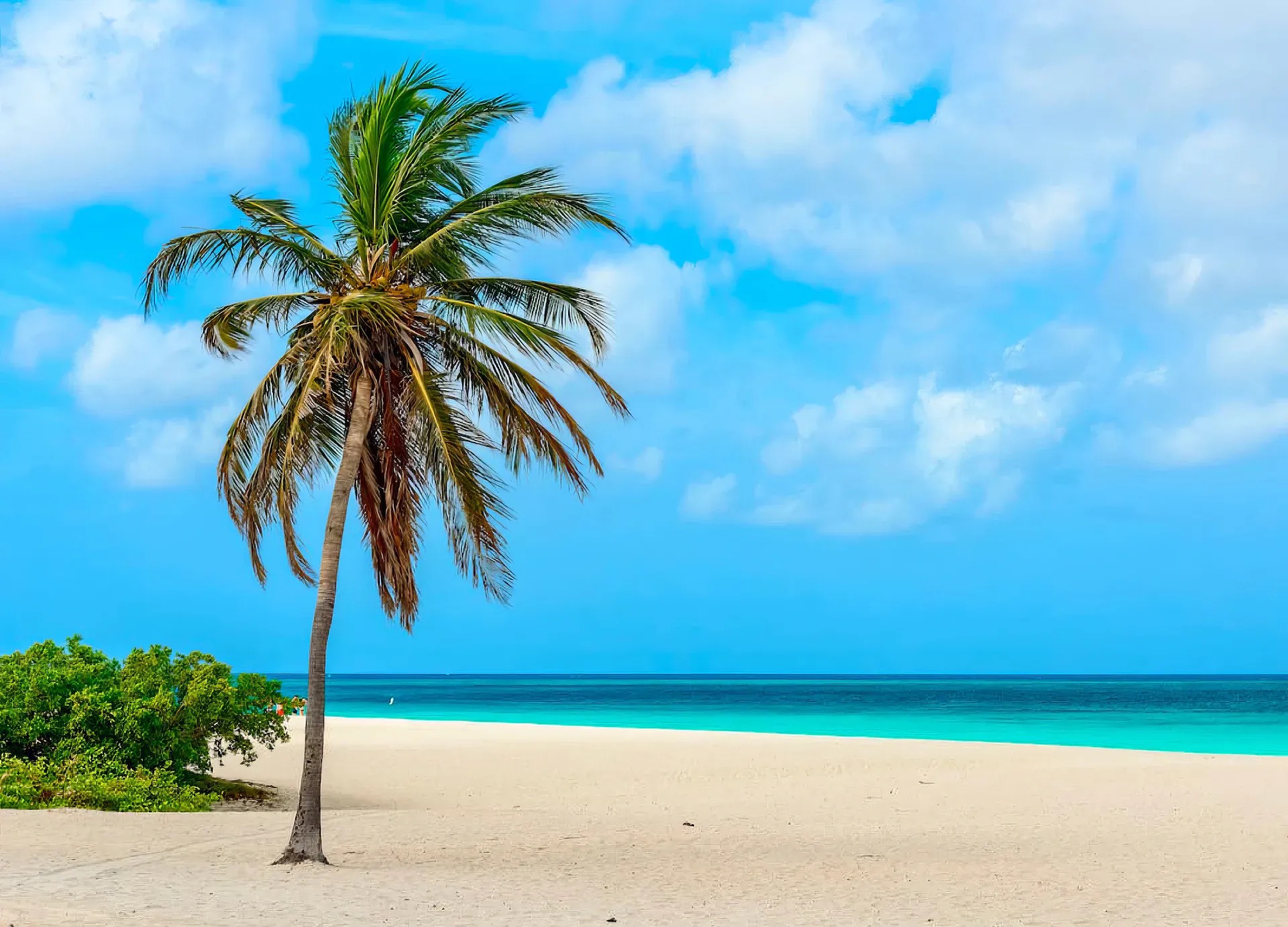 A palm tree on a white sand beach beside turquoise water